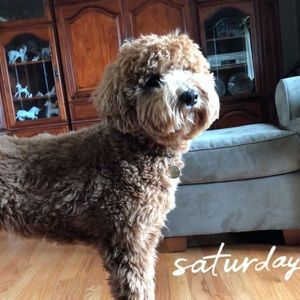 Meet your Posher, Lilly